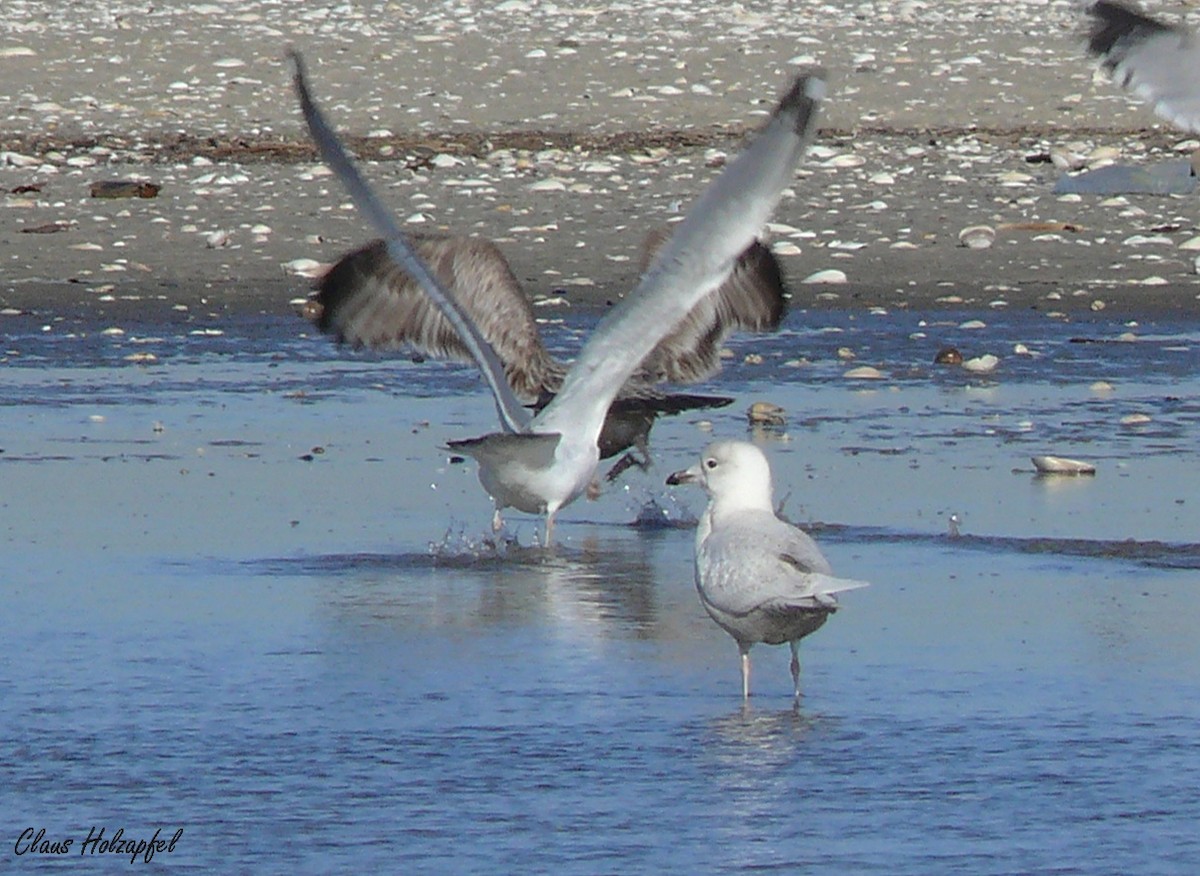 Iceland Gull (kumlieni/glaucoides) - ML457411091