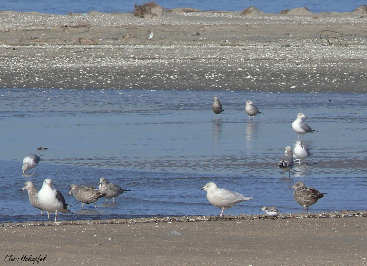 Iceland Gull (kumlieni/glaucoides) - ML457411111