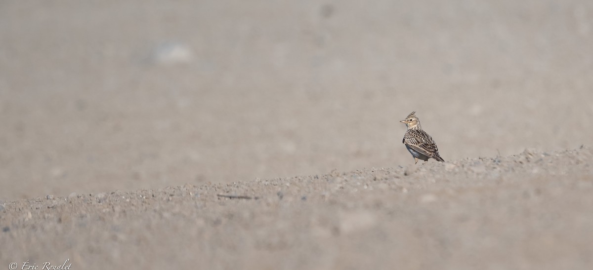 Eurasian Skylark (European) - ML457411971