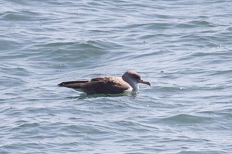 Cory's/Scopoli's Shearwater - ML457412831
