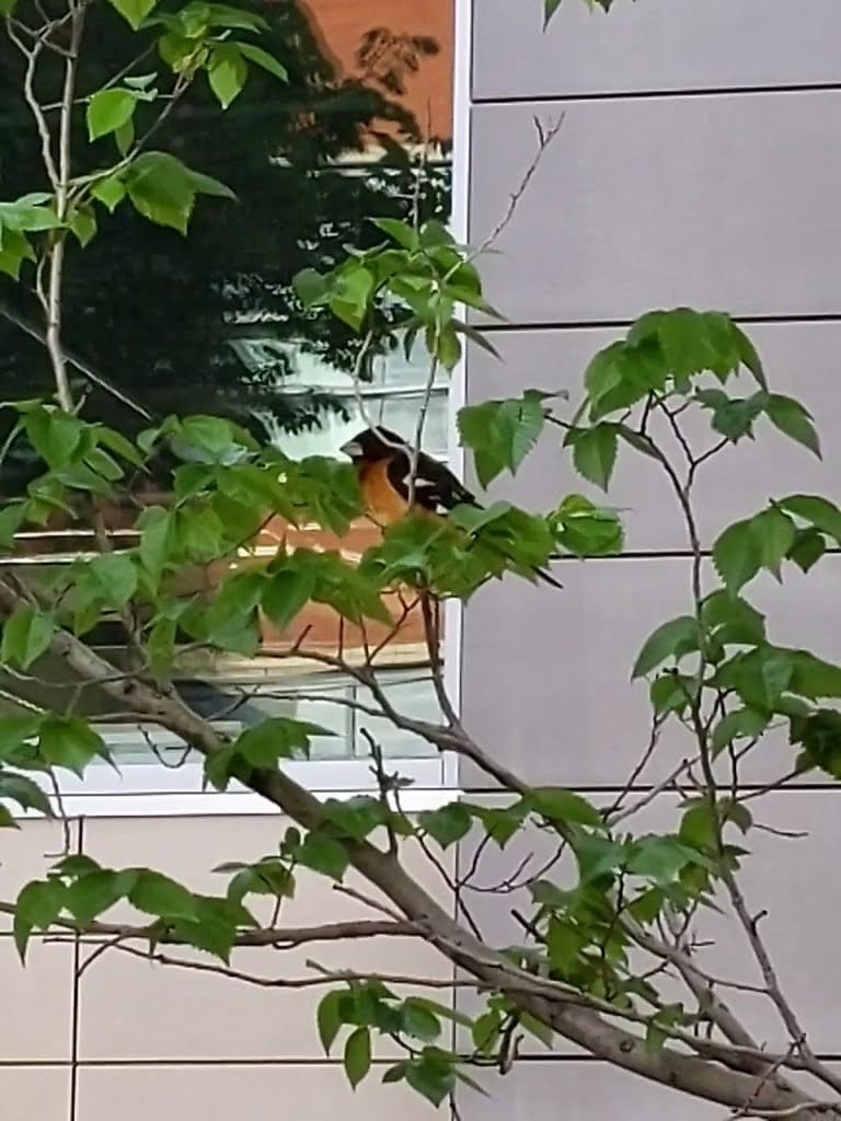 Black-headed Grosbeak - ML457413211