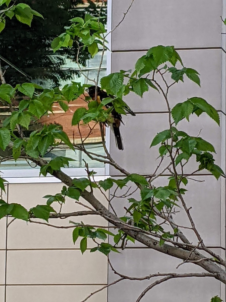 Black-headed Grosbeak - ML457413251