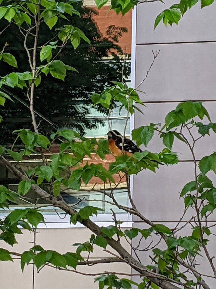 Black-headed Grosbeak - ML457413261