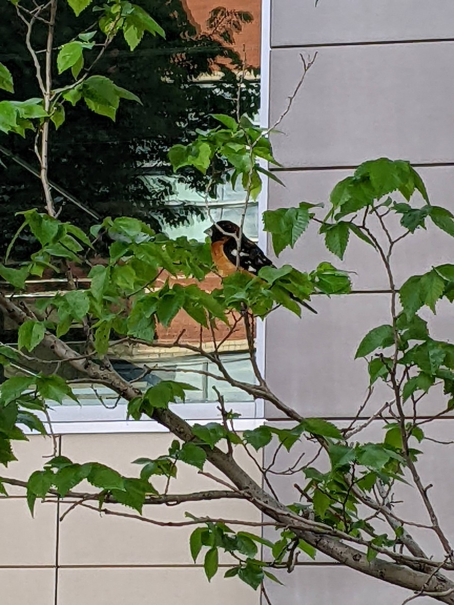 Black-headed Grosbeak - ML457413281