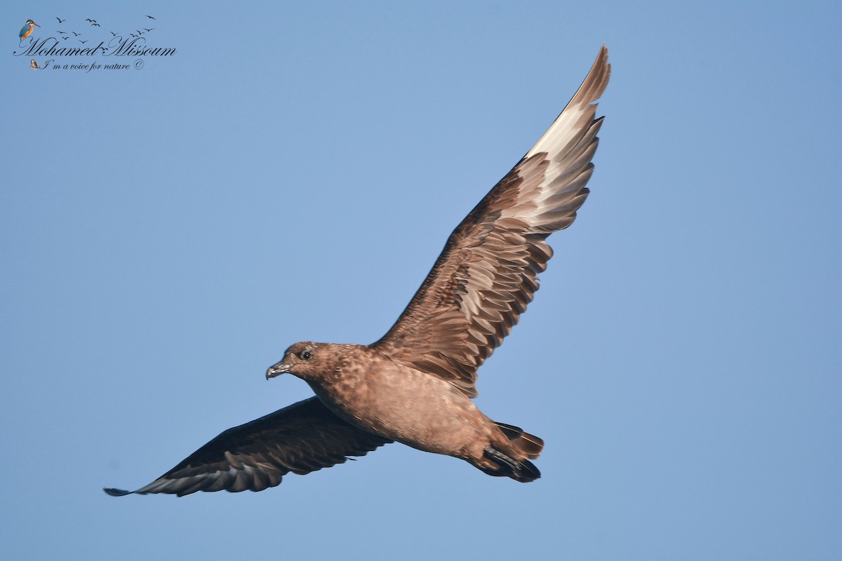 Great Skua - Mohamed Missoum