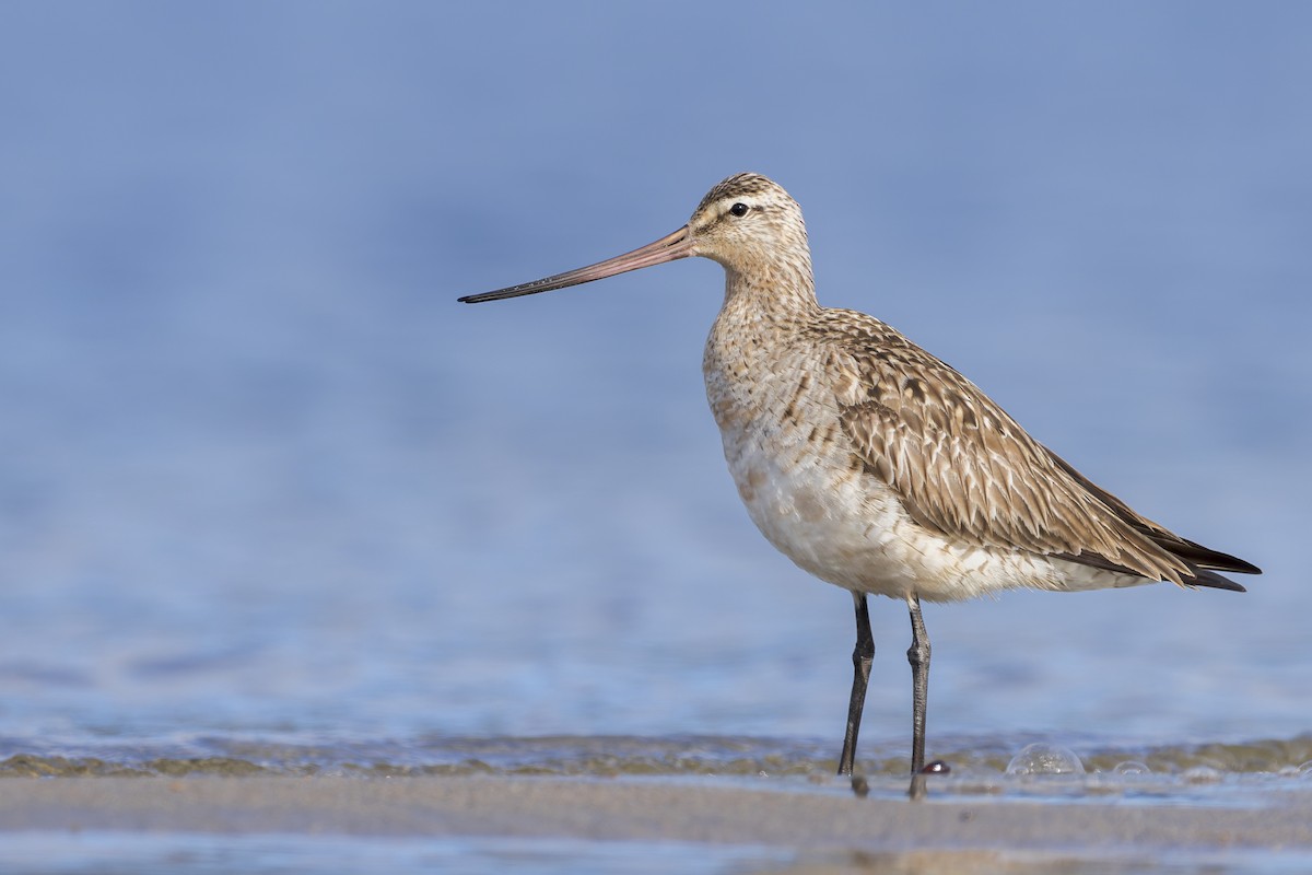 Bar-tailed Godwit - ML457414011