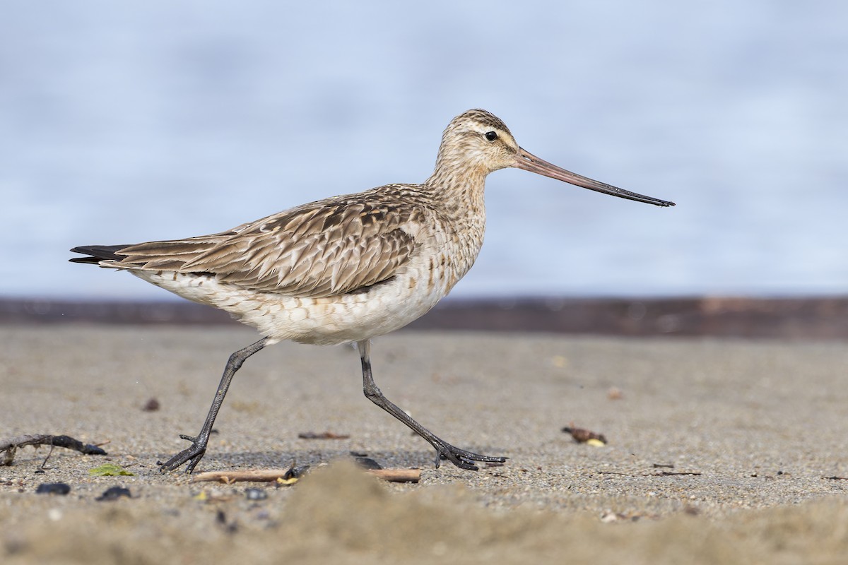 Bar-tailed Godwit - ML457414041