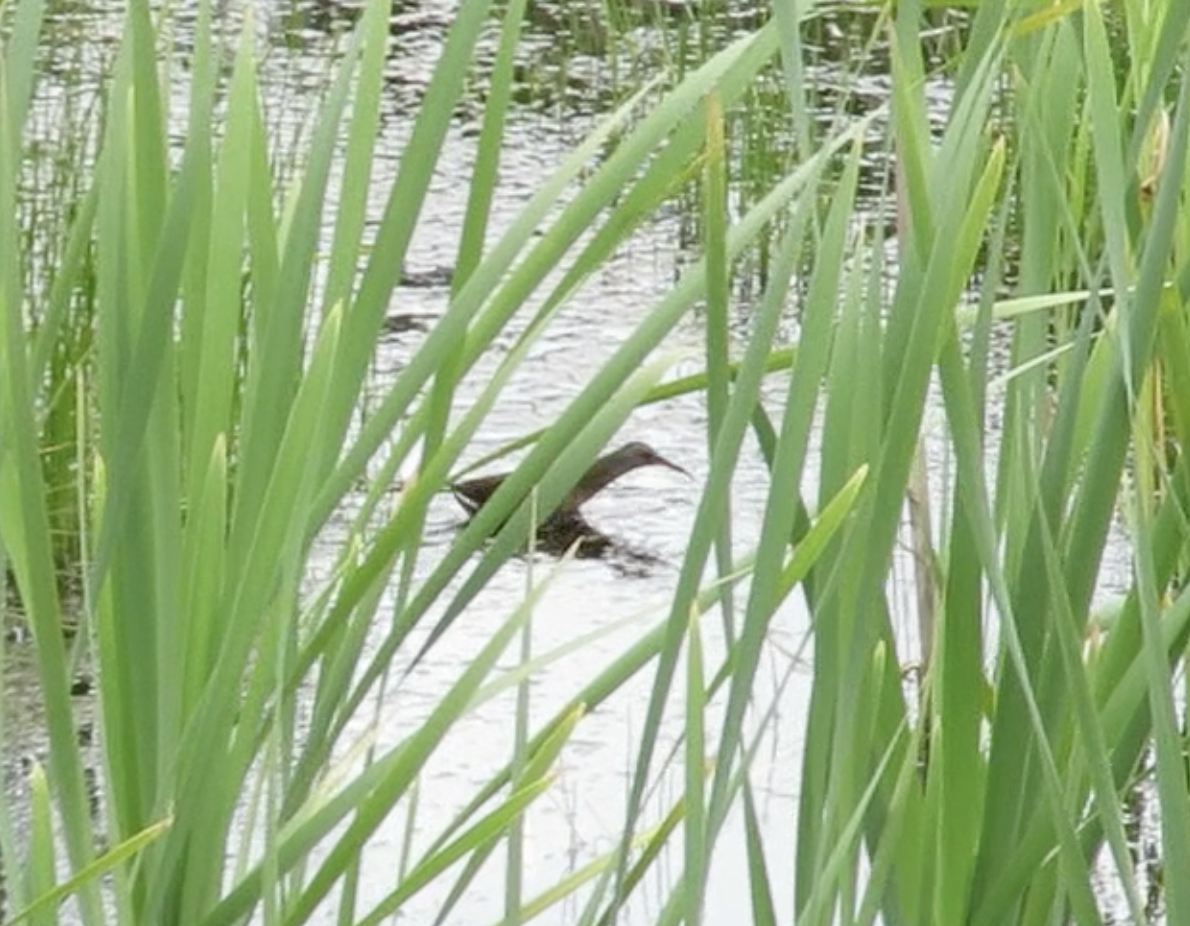 Virginia Rail - ML457415781