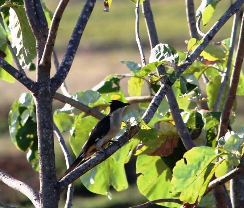 Pied Cuckoo - ML45741641