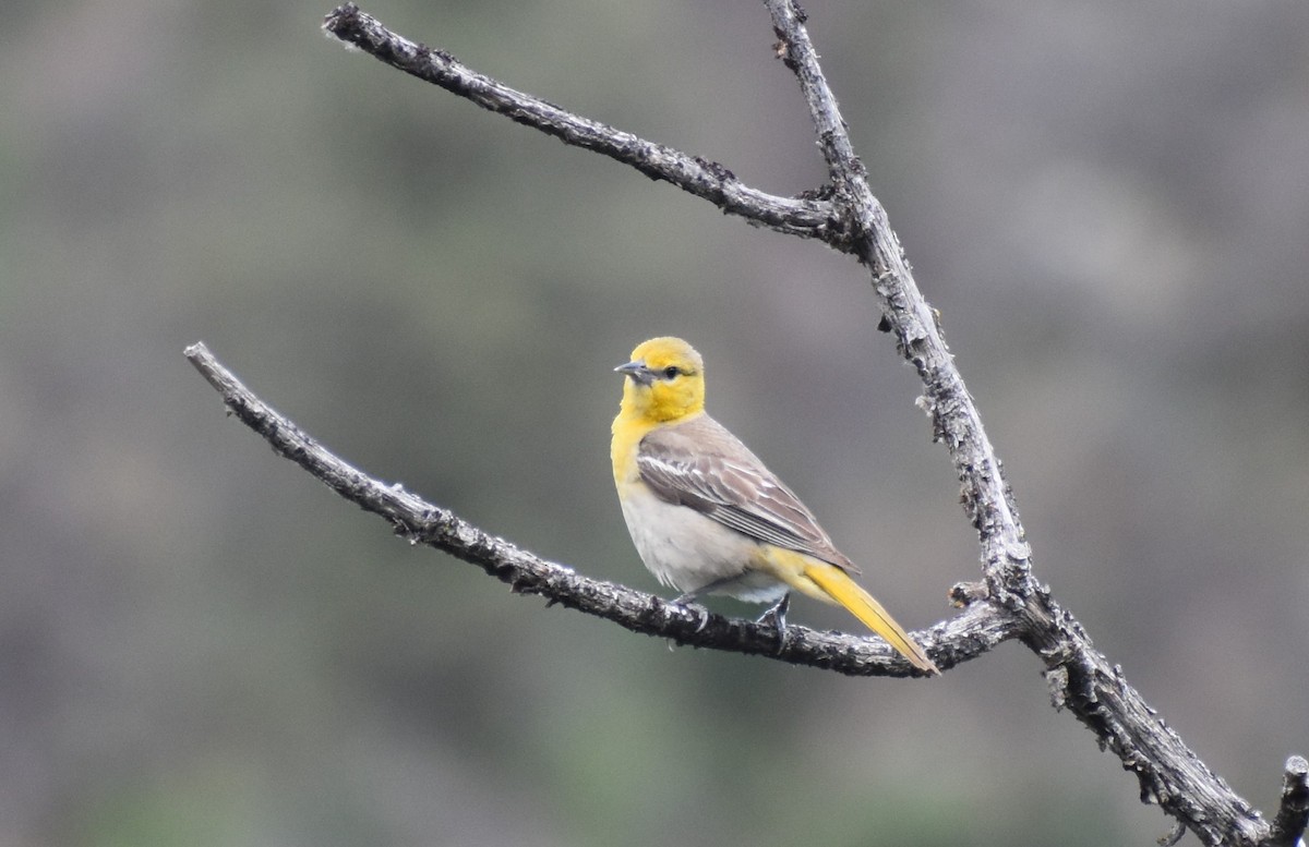 Bullock's Oriole - ML457417201