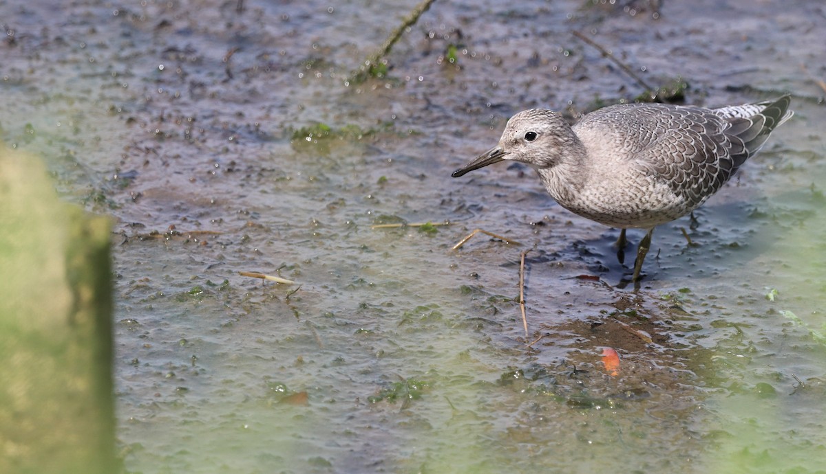 Red Knot - David Santamaría Urbano