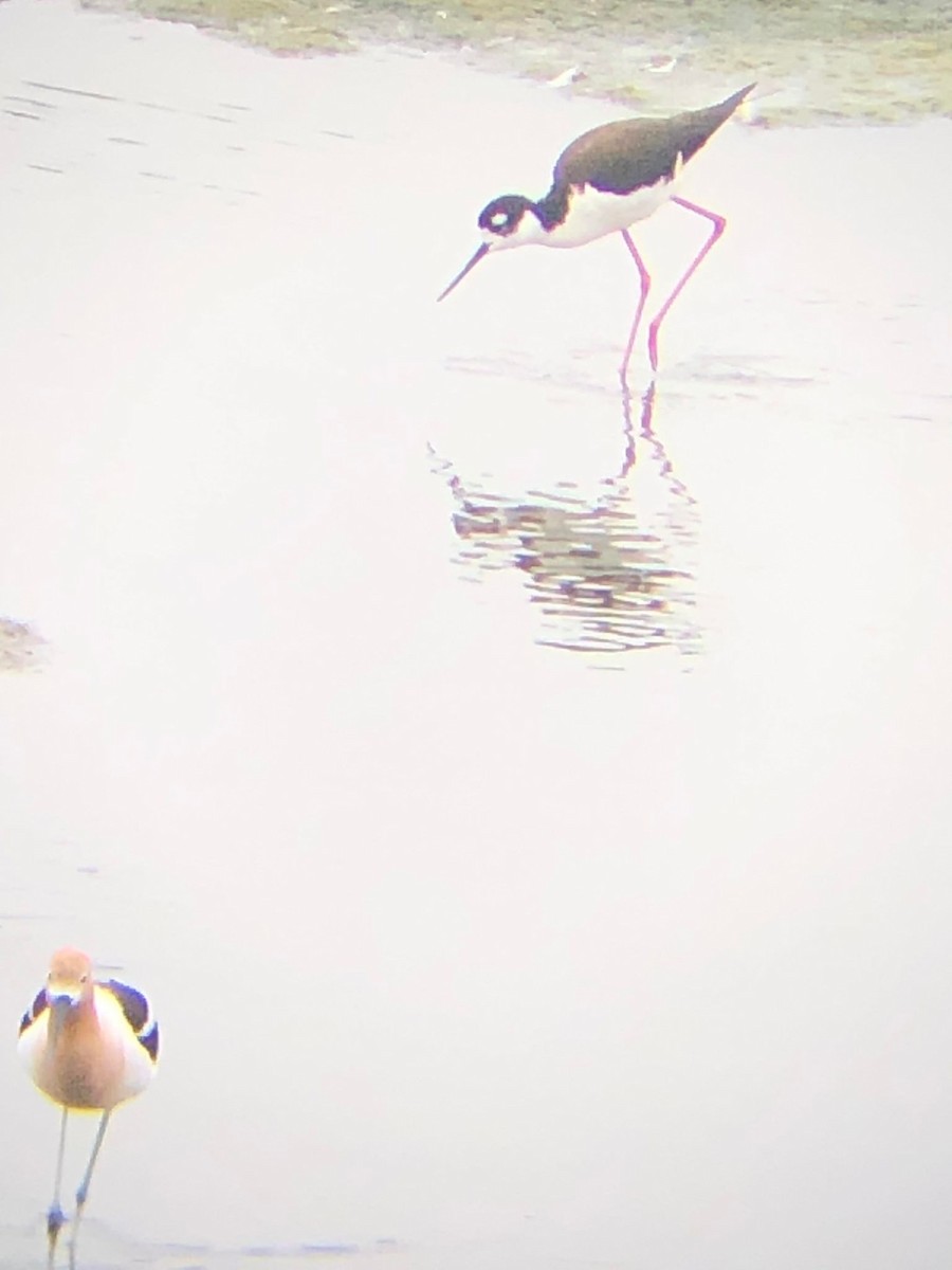 Black-necked Stilt - ML457418761