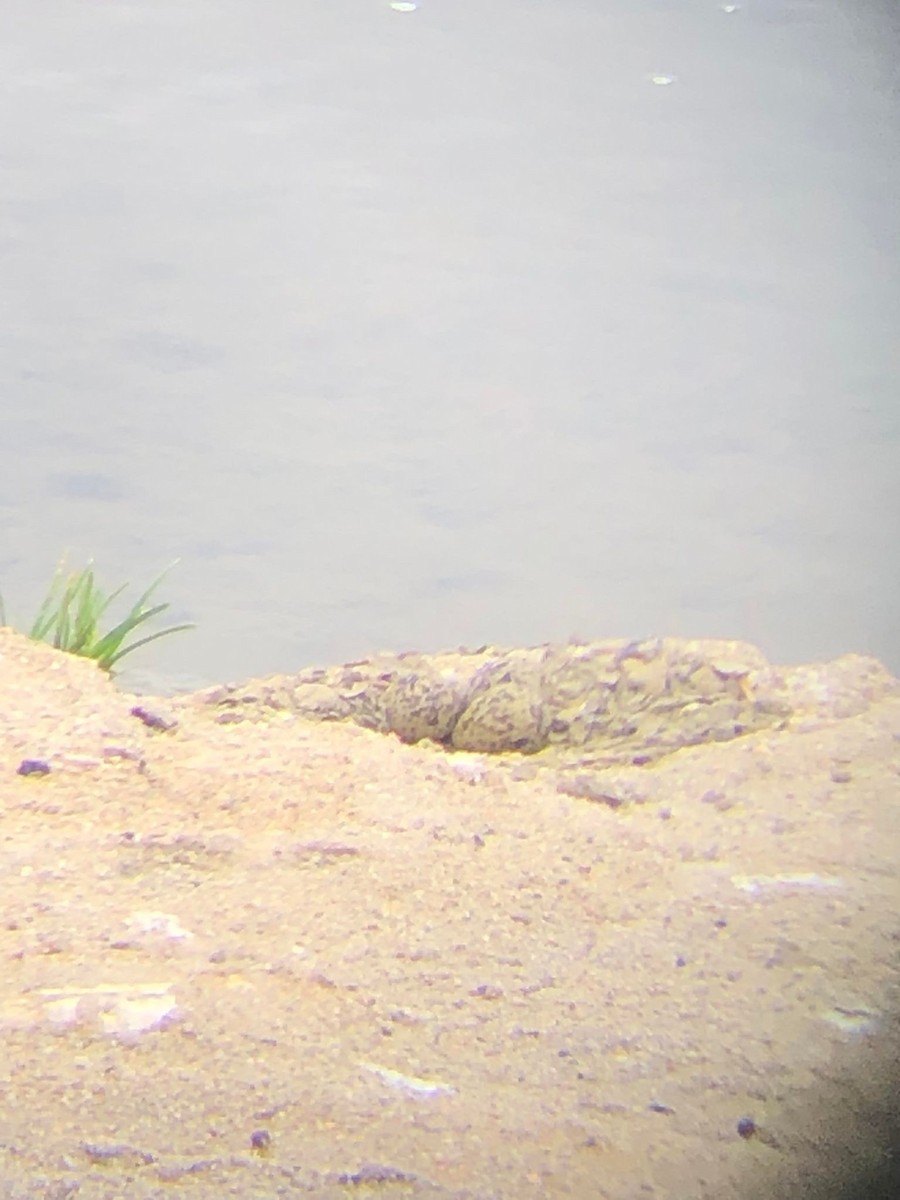 Black-necked Stilt - ML457418771