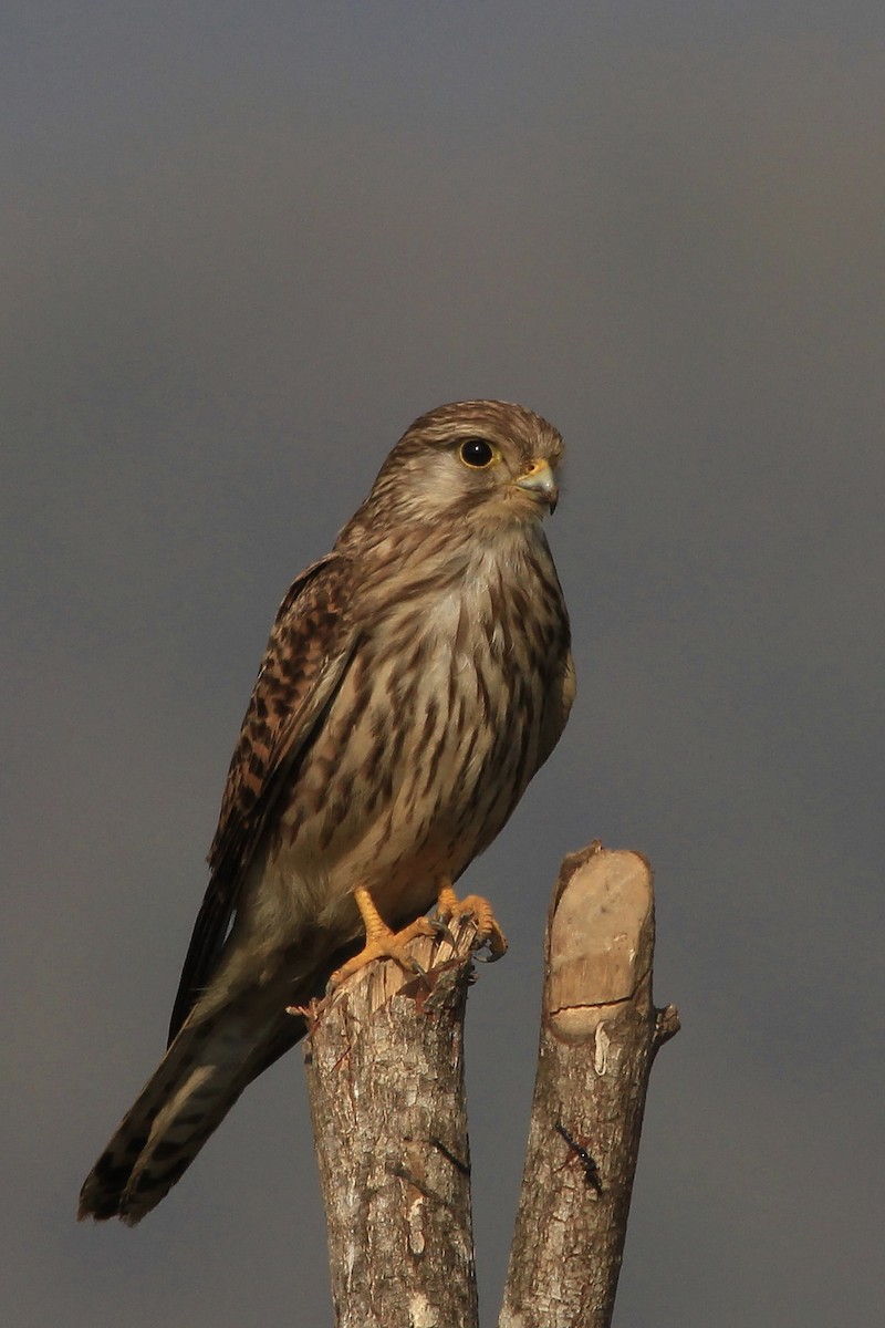 Eurasian Kestrel - ML45741881