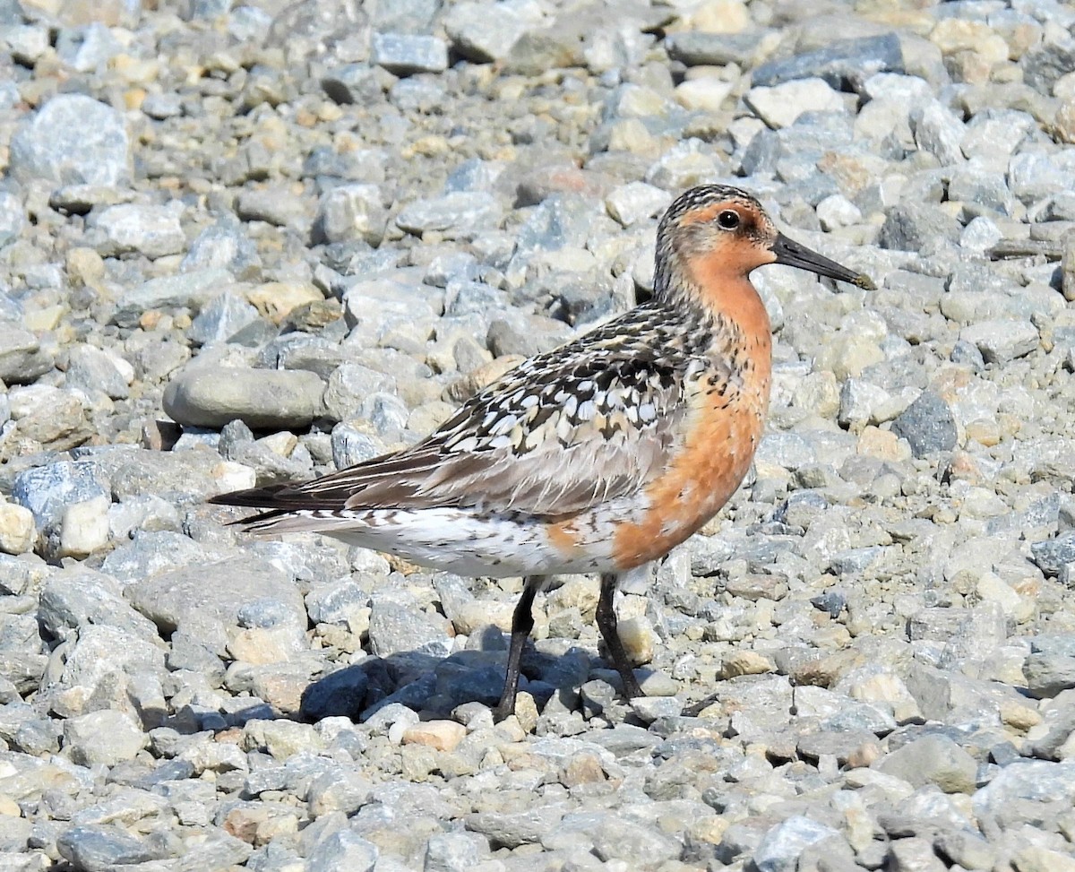 Red Knot - Jan Thom