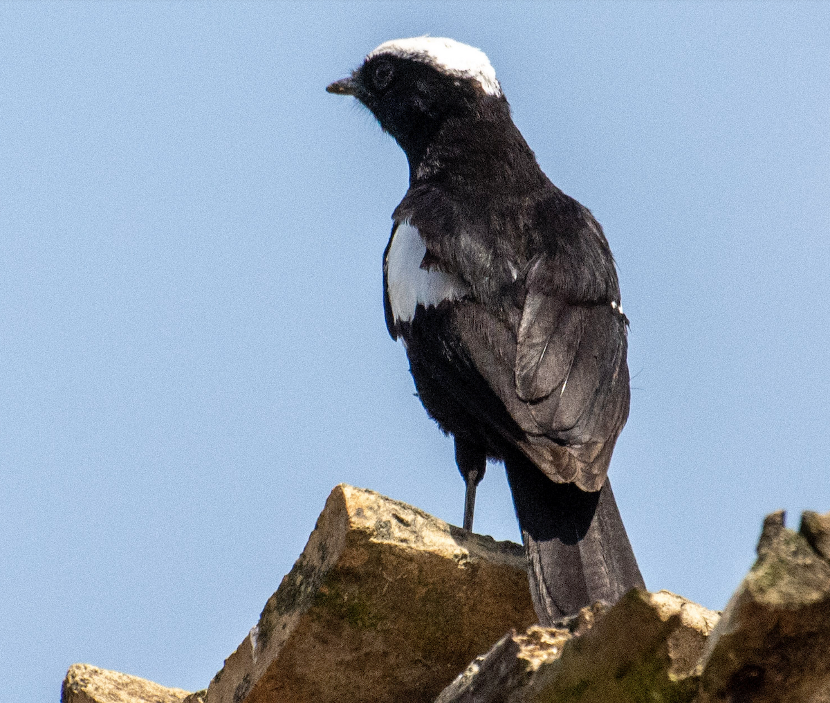 Zorzal Hormiguero de Ruaha - ML457418871