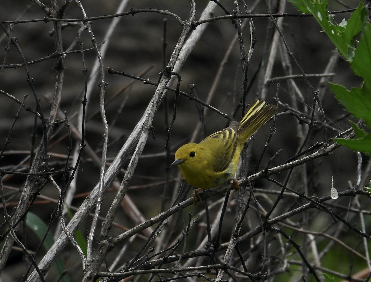 Yellow Warbler - ML457419801