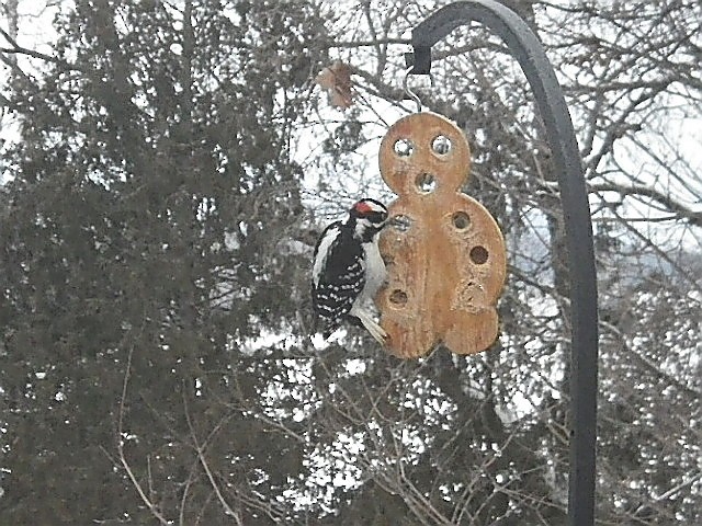 Hairy Woodpecker - Joël Coutu