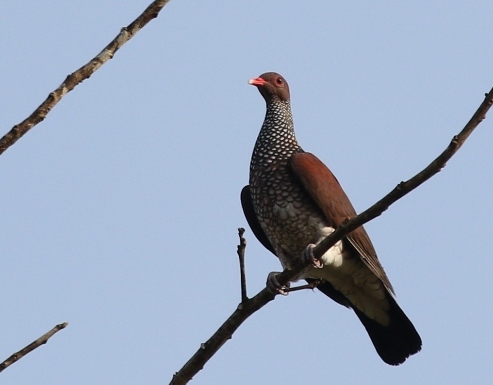 Scaled Pigeon - ML457421381