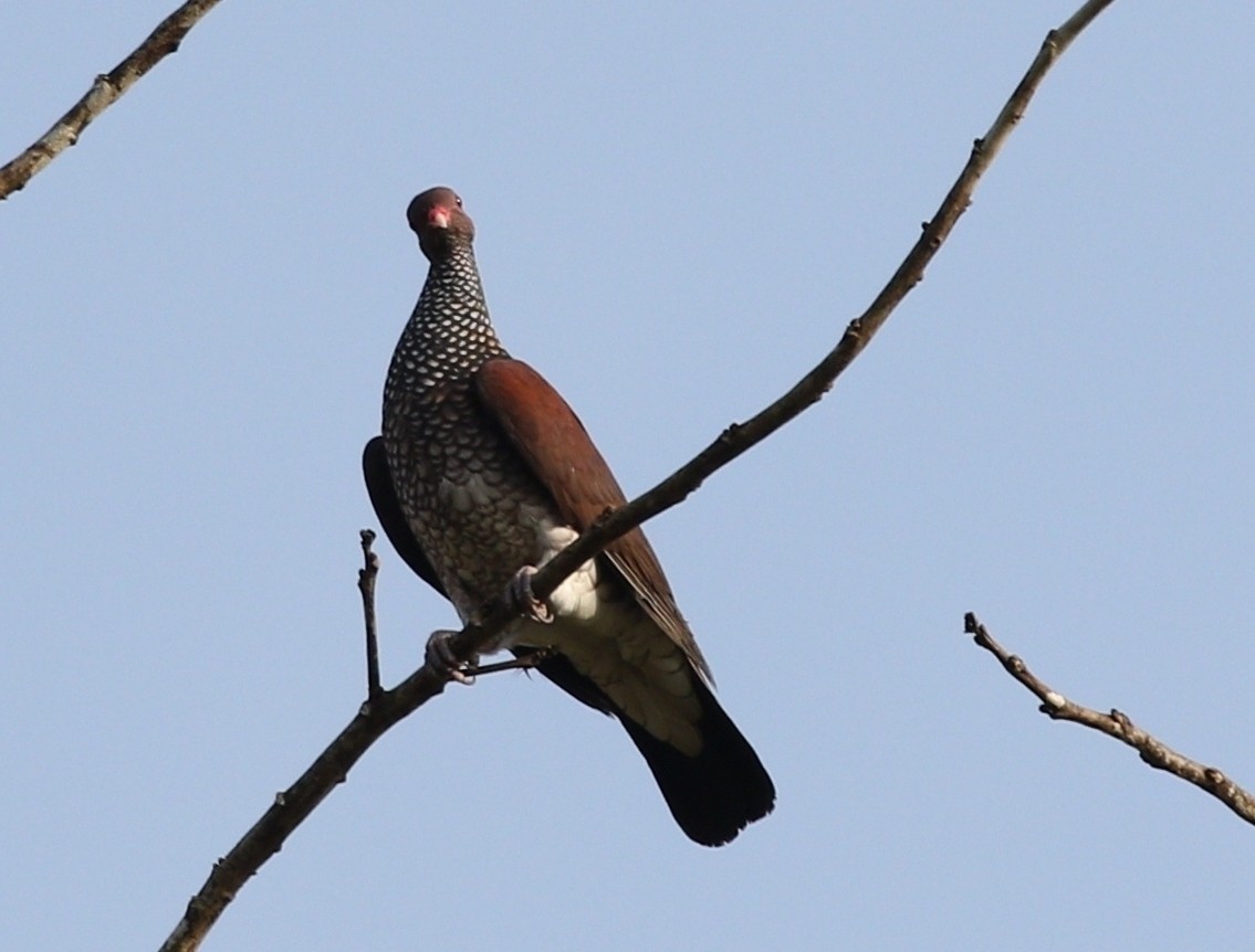 Scaled Pigeon - ML457421431