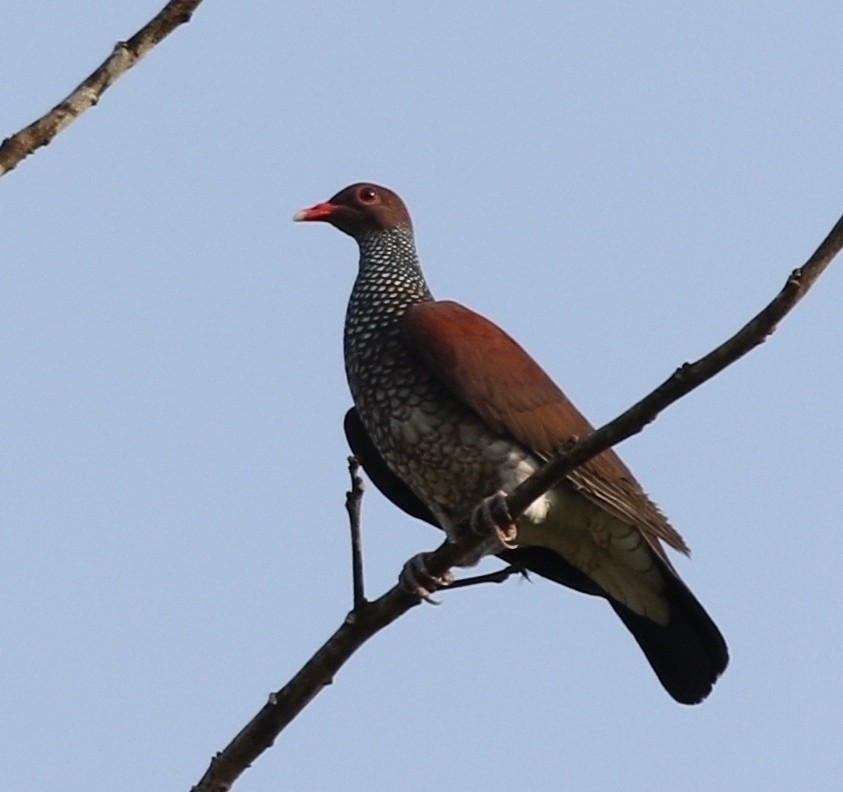 Scaled Pigeon - ML457421461