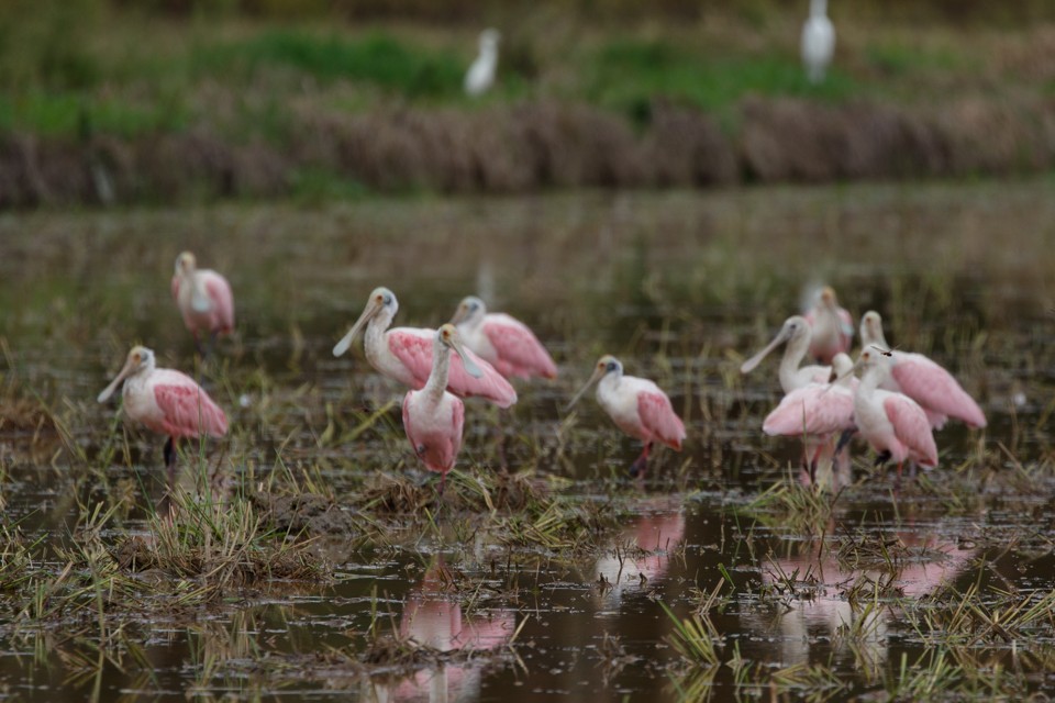 Roseate Spoonbill - ML45742171