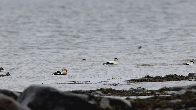 King Eider - ML457421981