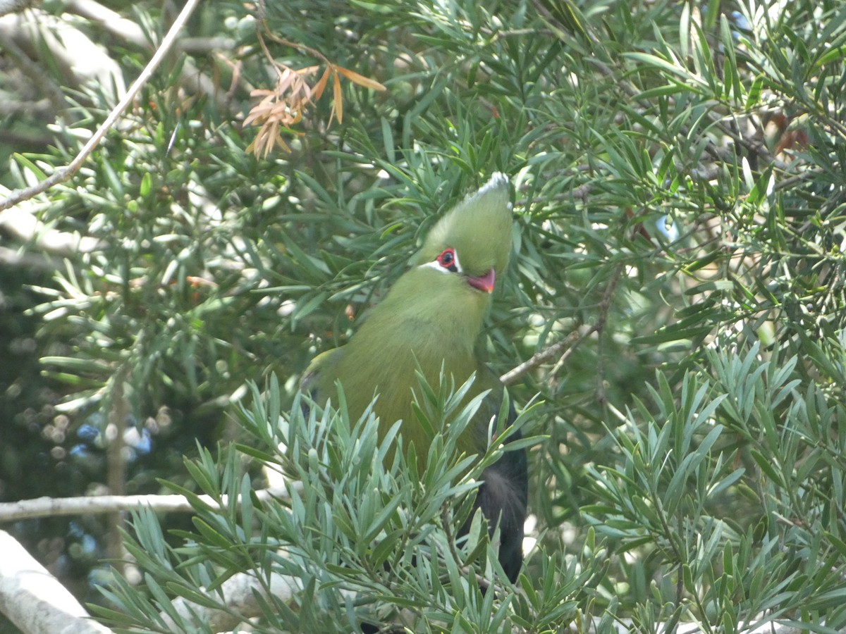 Knysna Turaco - ML457422001