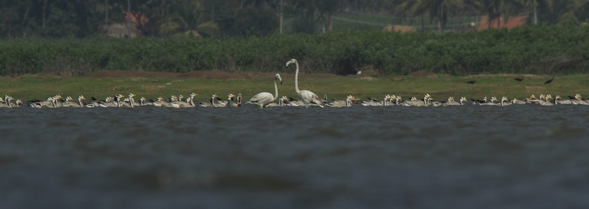 Greater Flamingo - Rohidas Revankar