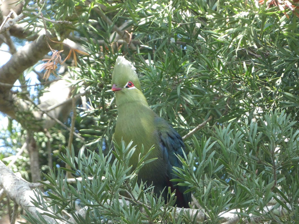 Knysna Turaco - ML457422031