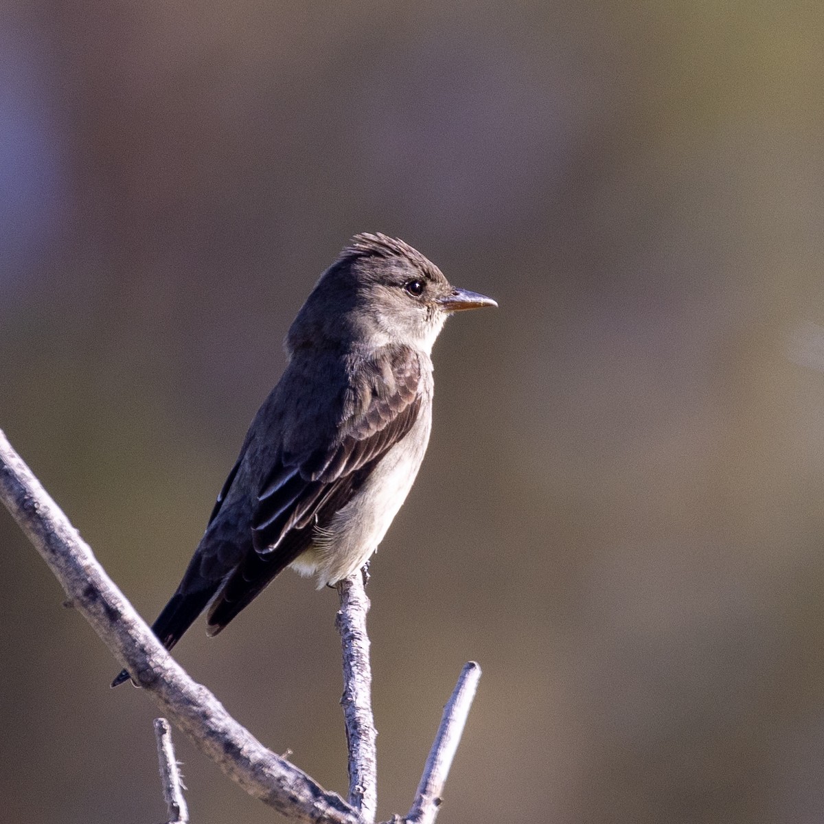 Olive-sided Flycatcher - Philip Kline