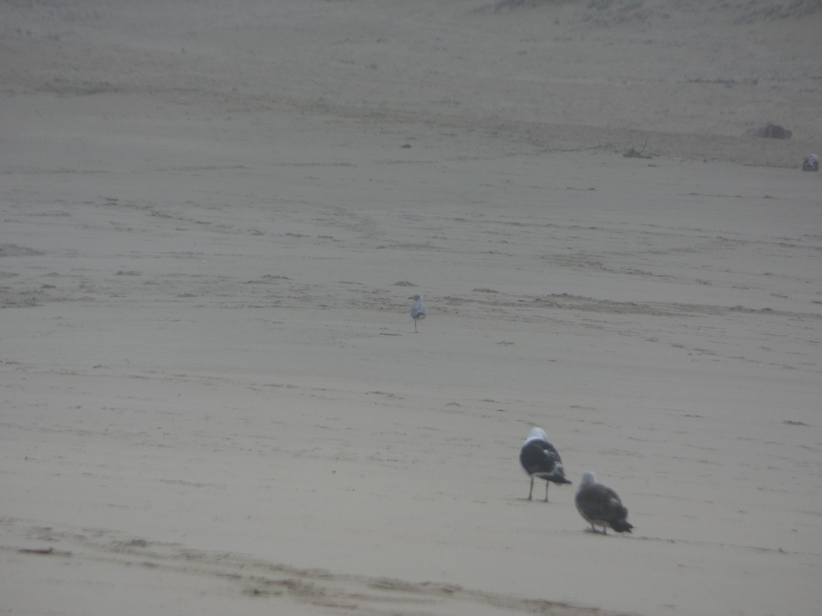 Gray-hooded Gull - ML457423641