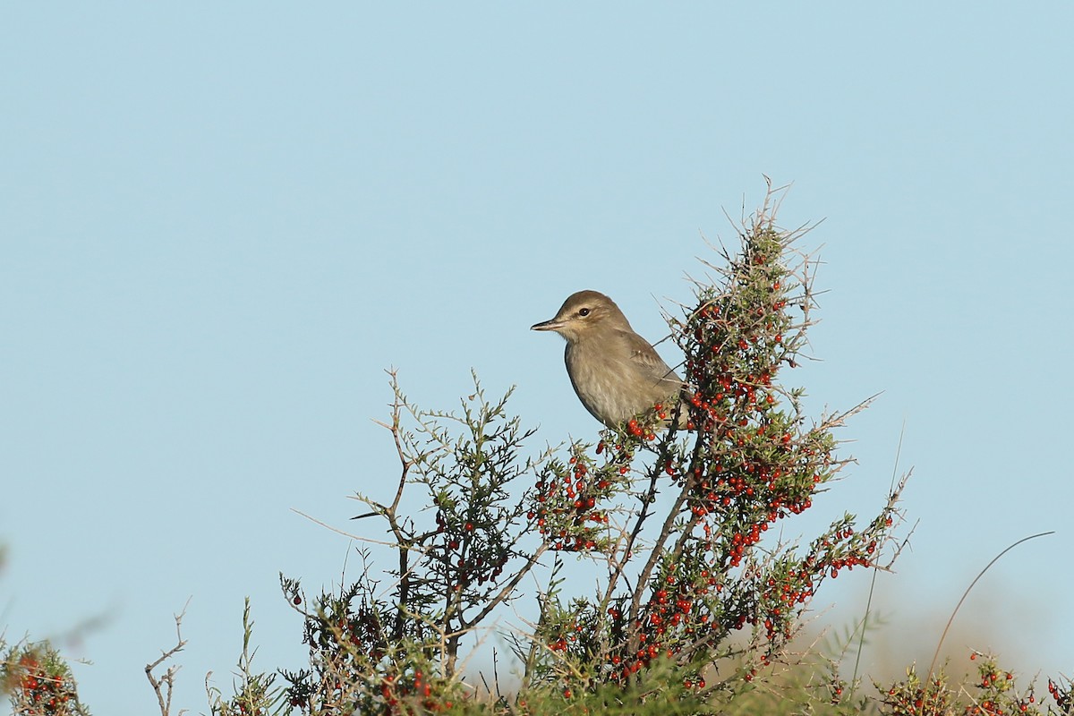 Gray-bellied Shrike-Tyrant - ML457423981