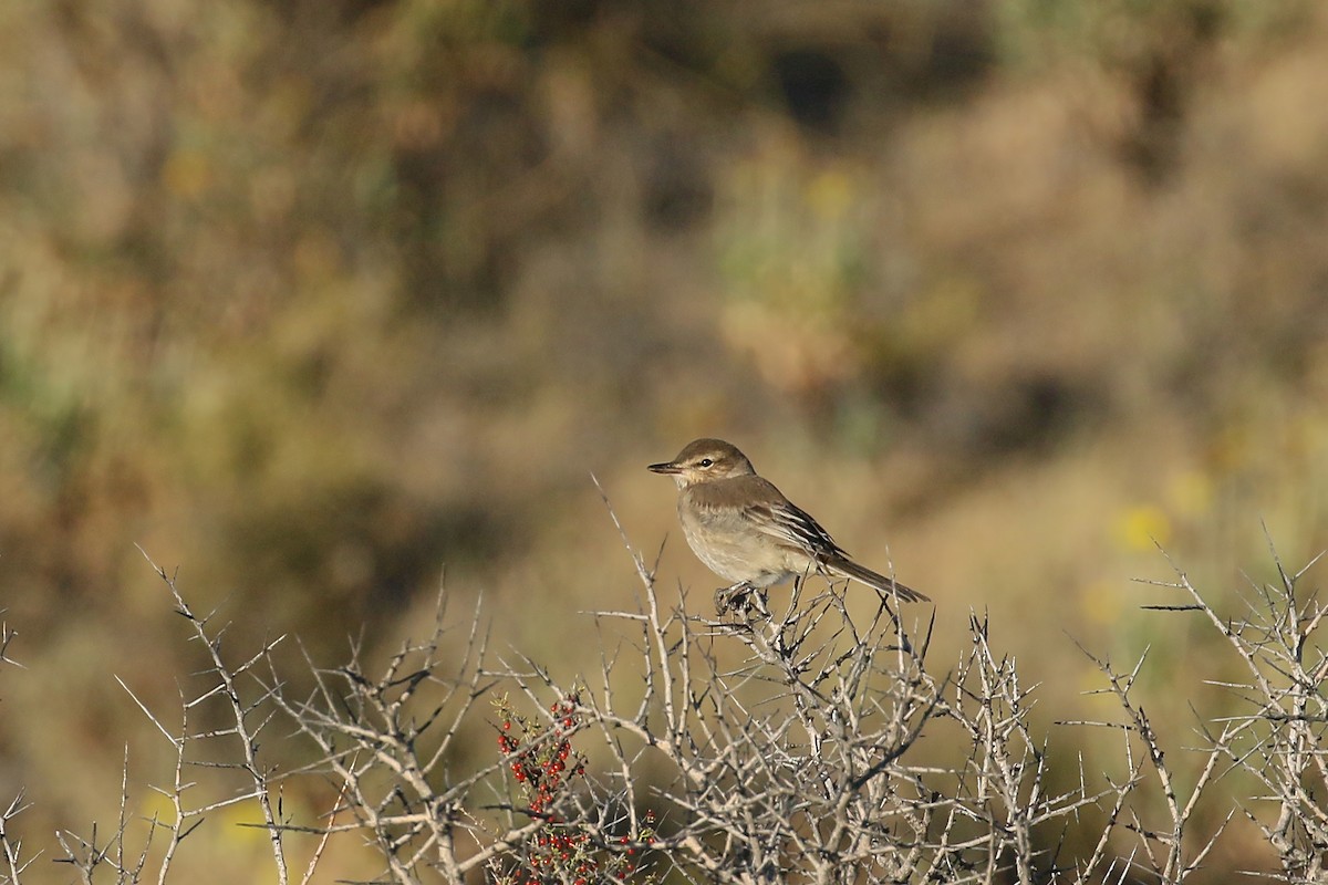 Gray-bellied Shrike-Tyrant - ML457423991