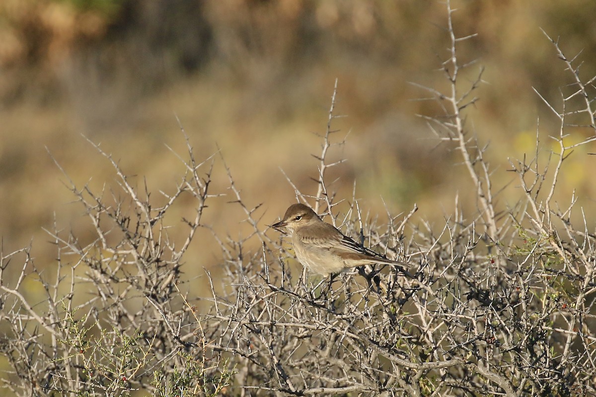 Gray-bellied Shrike-Tyrant - ML457424001