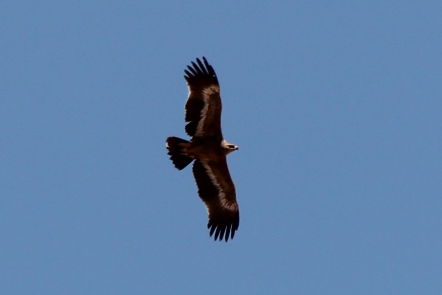 Águila Esteparia - ML457424131