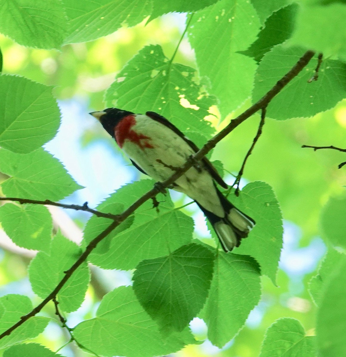Rose-breasted Grosbeak - ML457424551
