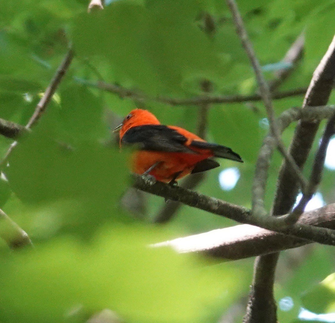 Scarlet Tanager - ML457424581
