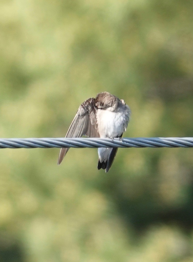 Northern Rough-winged Swallow - ML457424721