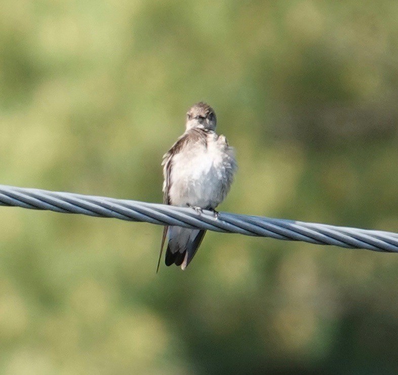 Northern Rough-winged Swallow - ML457424781