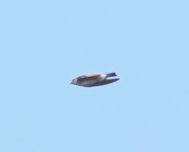 Northern Rough-winged Swallow - ML457424901