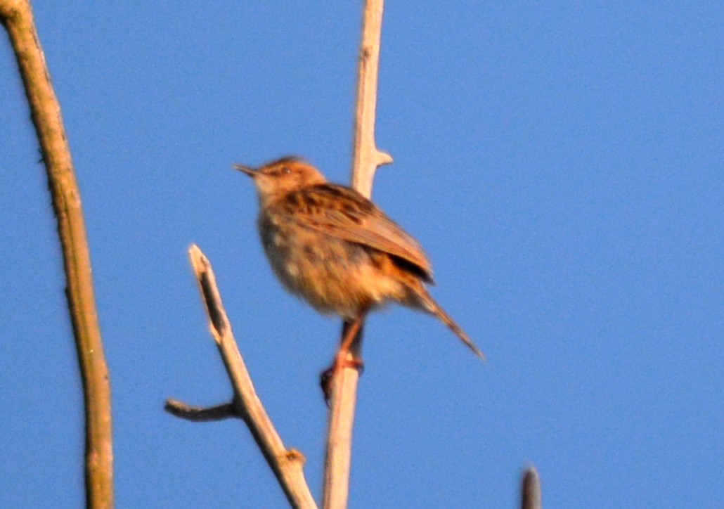 Zitting Cisticola - ML457425291