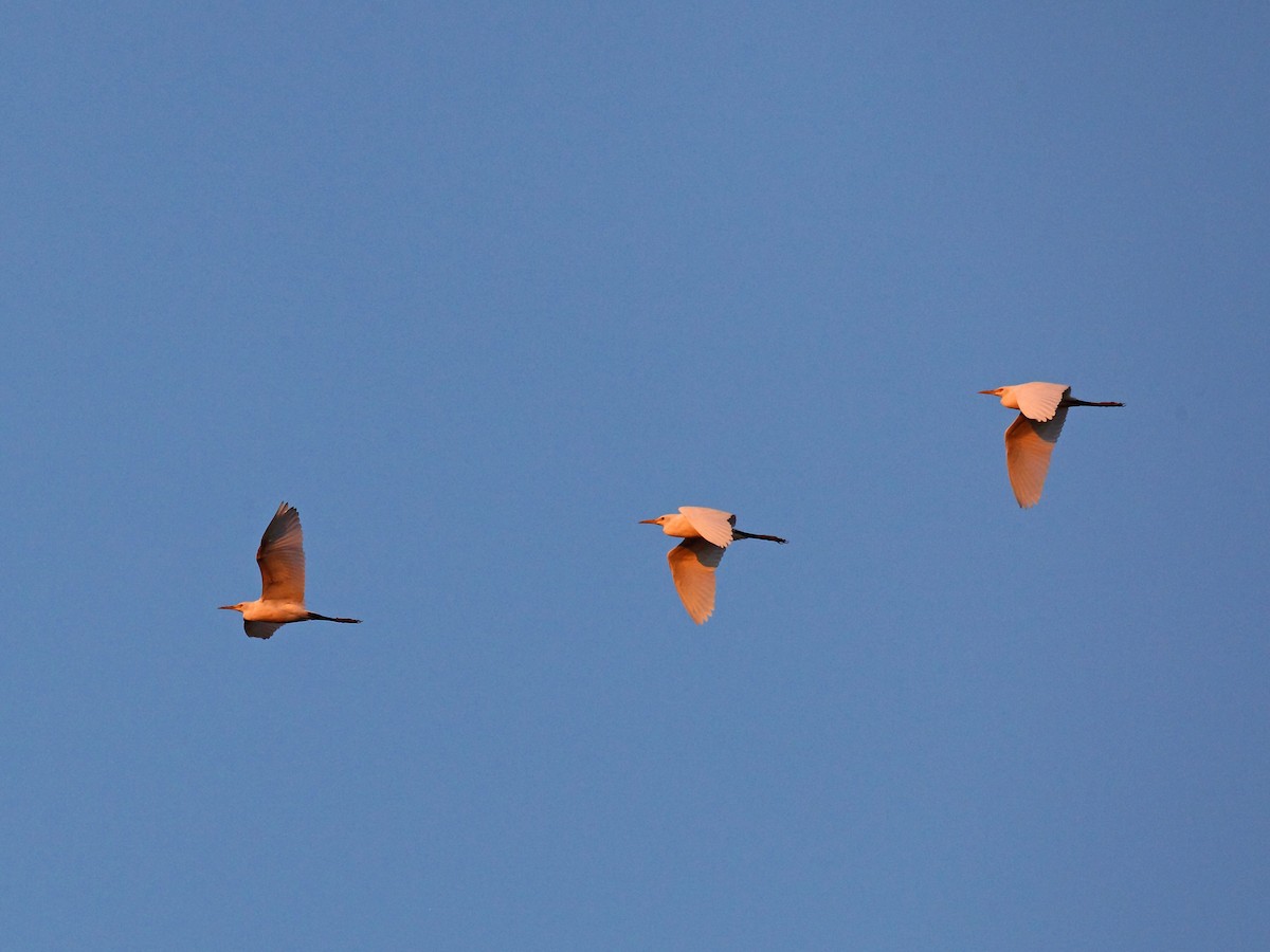 Eastern Cattle Egret - ML45742561