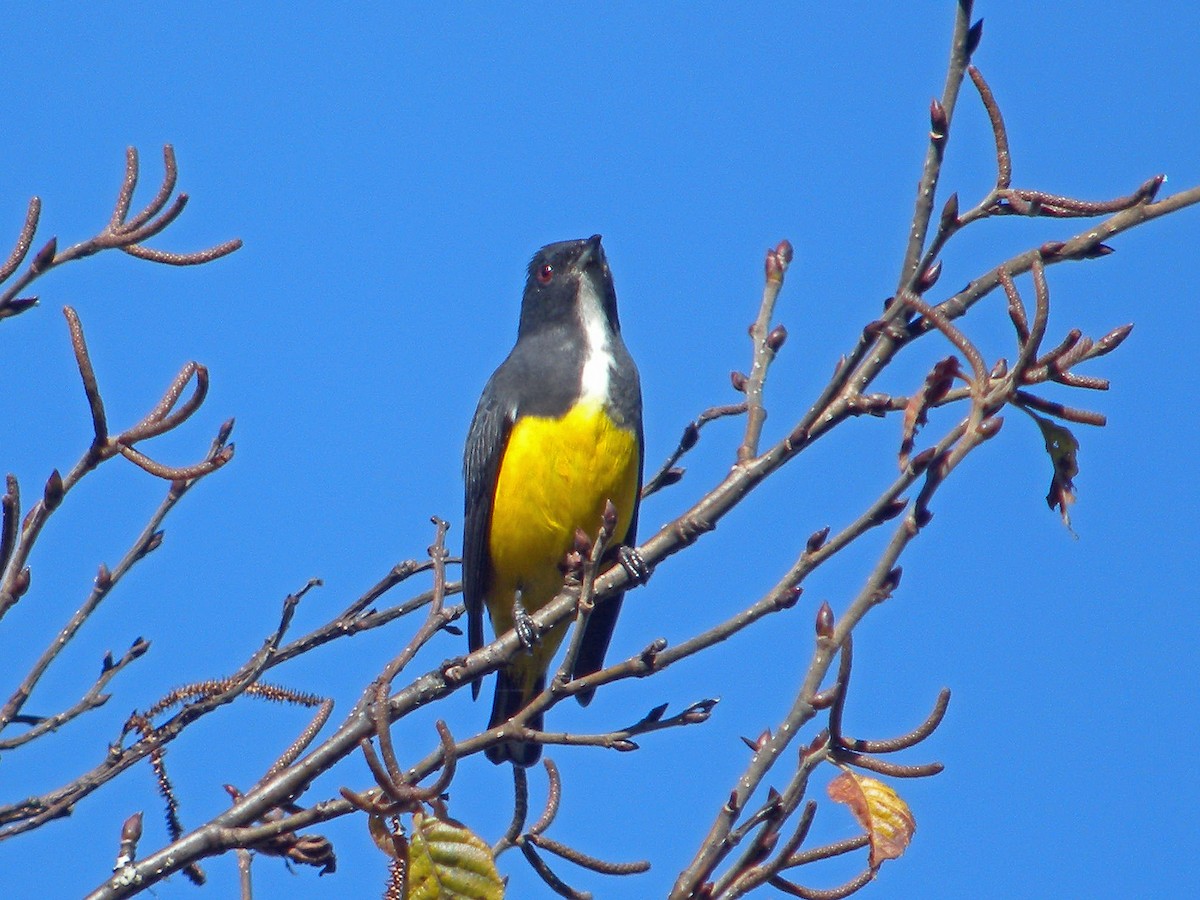 Yellow-bellied Flowerpecker - Nigel Voaden