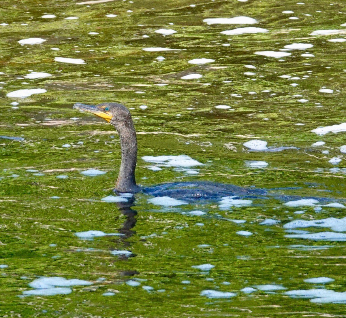 Double-crested Cormorant - ML457426041