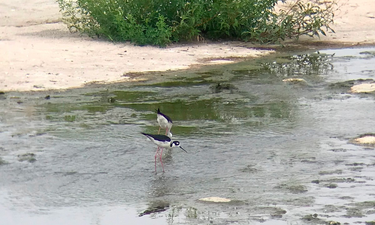 Black-necked Stilt - ML457427891