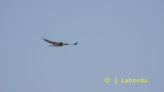 Hen Harrier - ML457429561