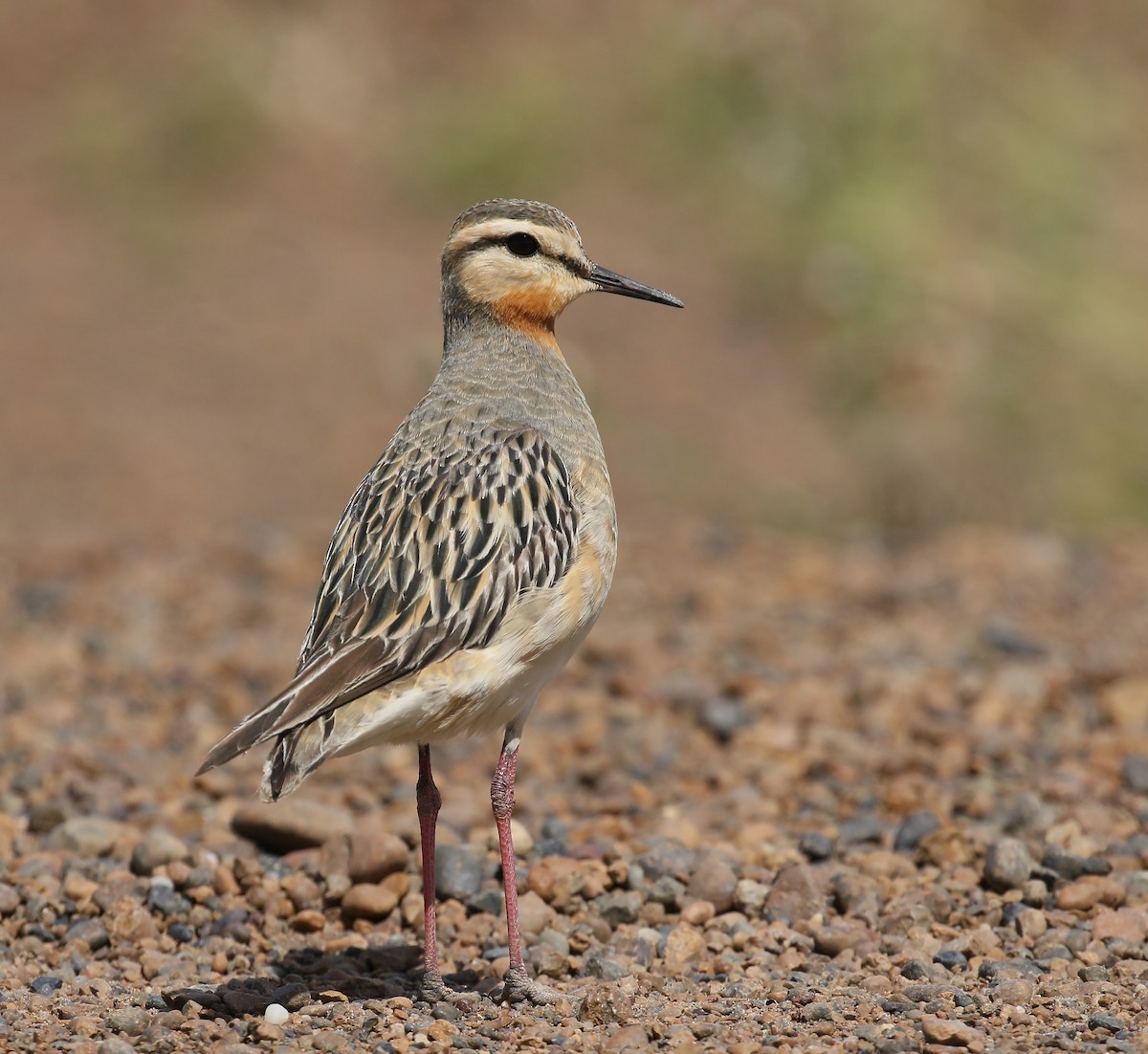 Tawny-throated Dotterel - ML457430211