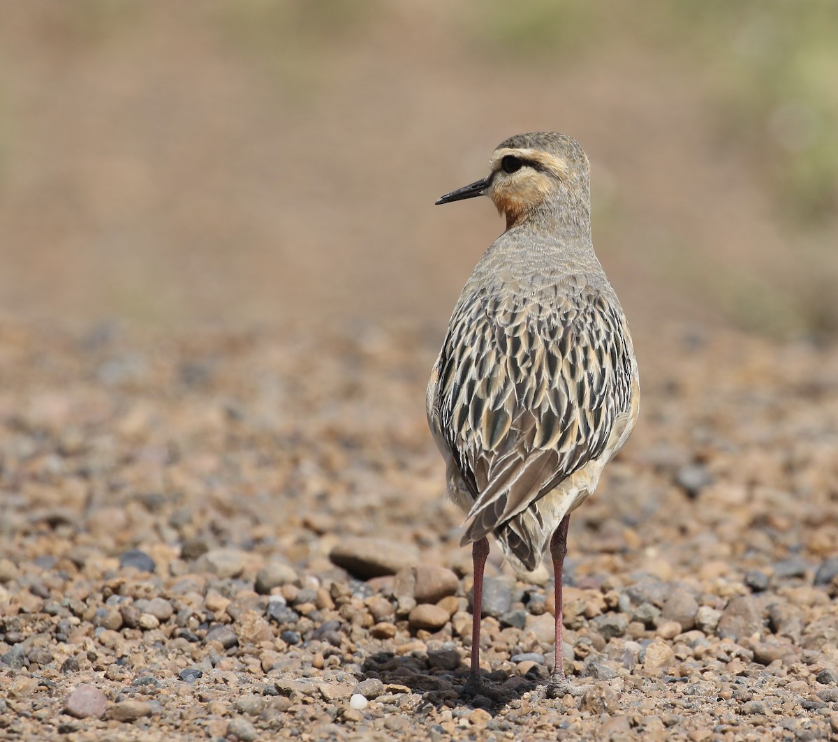 Tawny-throated Dotterel - ML457430231