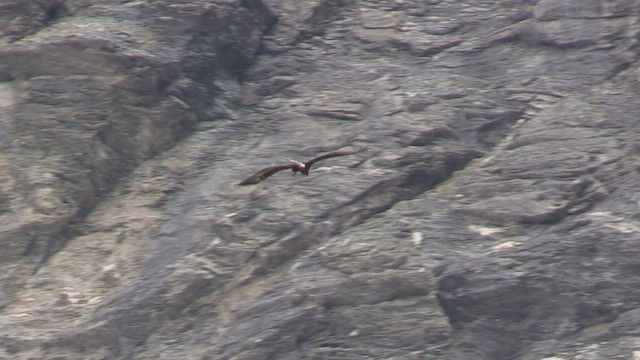 Golden Eagle - ML457430801